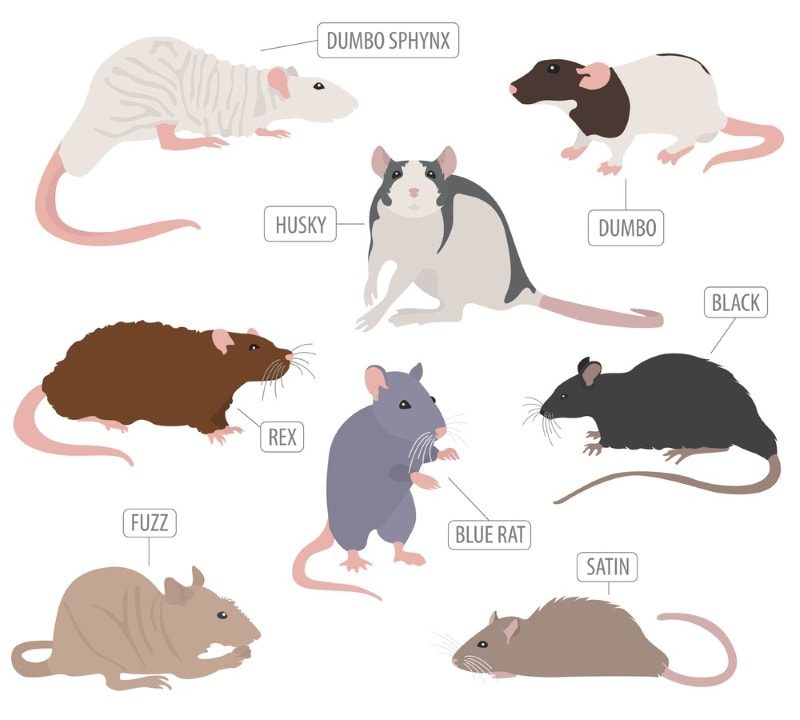 Razze, varietà è culori di ratti domestici, ritratti è nomi