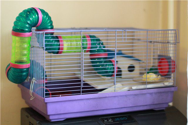 Cage for Djungarian hamster, dwelling for Djungarian (photo)
