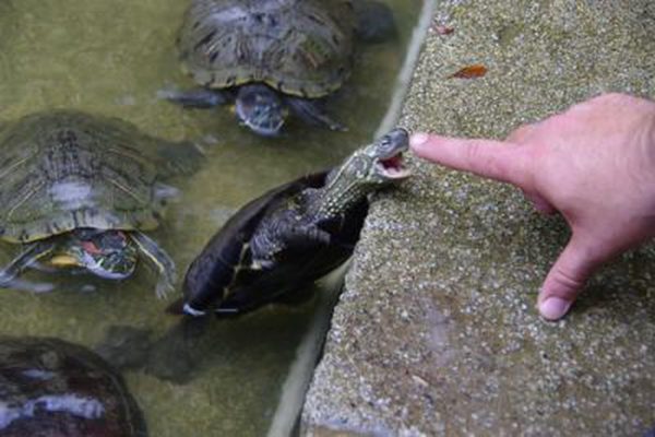 Can a child be allergic to a turtle, symptoms of an allergy to red-eared and land turtles