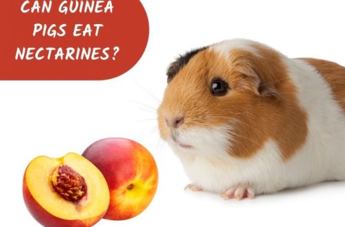 Can guinea pigs eat apricots, peaches and nectarines?