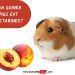 Can guinea pigs eat apricots, peaches and nectarines?