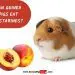 Can guinea pigs eat apricots, peaches and nectarines?