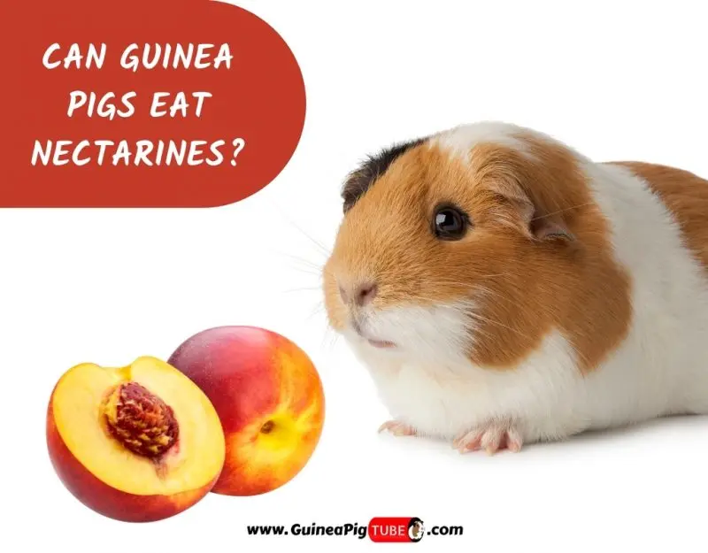 Can guinea pigs eat apricots, peaches and nectarines?