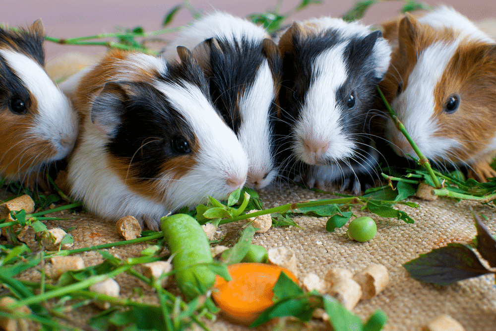 Can guinea pigs eat peas and corn?