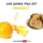 Can guinea pigs eat tangerines, oranges and lemons?