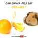 Voivatko marsut syödä mandariineja, appelsiineja ja sitruunoita?