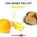 Can guinea pigs eat tangerines, oranges and lemons?