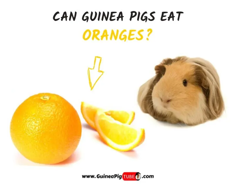 Can guinea pigs eat tangerines, oranges and lemons?