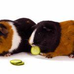 Can guinea pigs eat tomatoes and cucumbers?