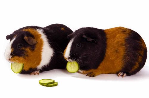 Can guinea pigs eat tomatoes and cucumbers?