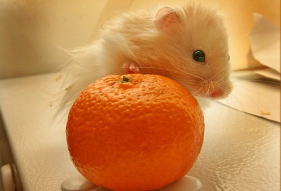 Can hamsters eat nectarine, orange, tangerine or mango