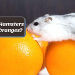 Can hamsters eat nectarine, orange, tangerine or mango