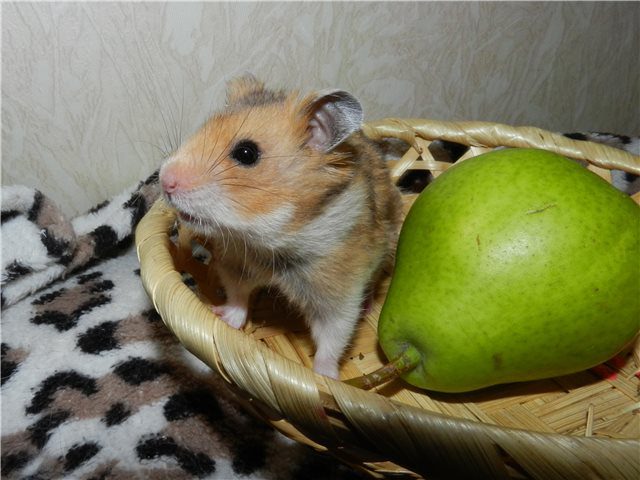Can hamsters have a pear (Syrian, Dzungarian and other breeds)