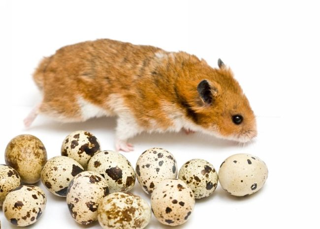 Can hamsters have boiled and raw eggs, protein and yolk for Djungarian and Syrian hamsters