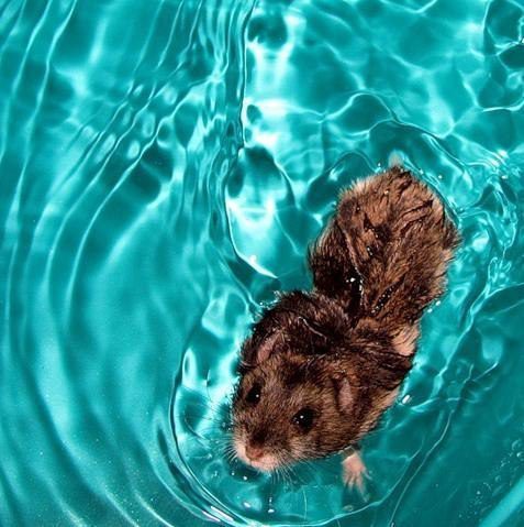 Can hamsters swim and what is the danger of water