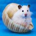 Can hamsters have boiled and raw eggs, protein and yolk for Djungarian and Syrian hamsters