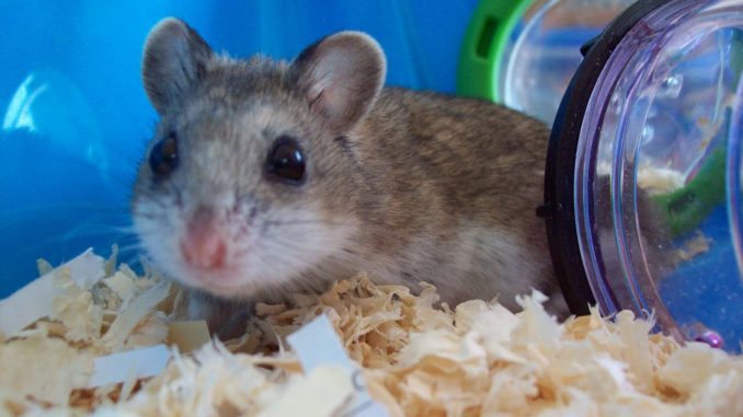 Chinese hamster is a rare pet