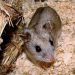 Mycoplasmosis in rats: symptoms, treatment and prevention