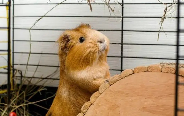 Choosing a cage for guinea pigs: the right sizes, materials of manufacture and an overview of popular brands