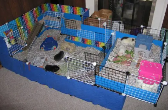 Choosing a cage for guinea pigs: the right sizes, materials of manufacture and an overview of popular brands