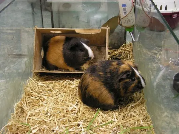 Choosing a cage for guinea pigs: the right sizes, materials of manufacture and an overview of popular brands