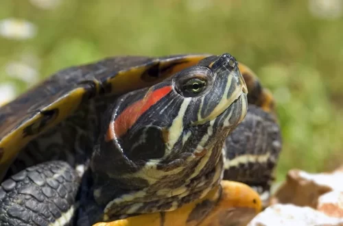 Do turtles have ears, can they hear or are they deaf?