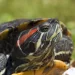 How and how often to change the water in an aquarium with a red-eared turtle