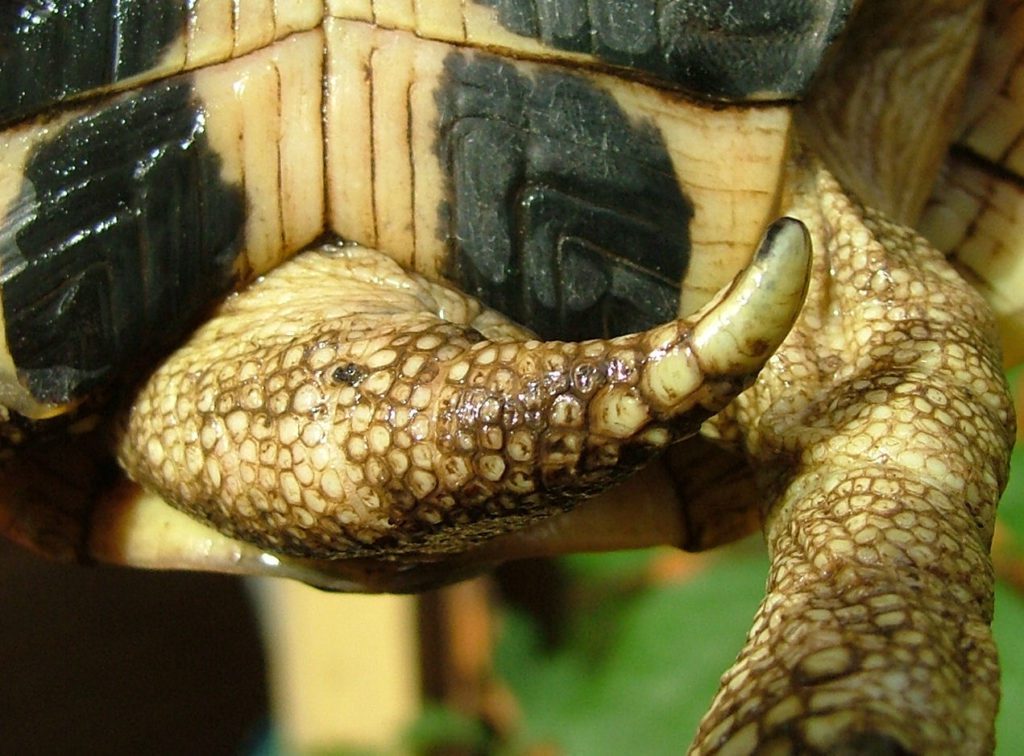 Does a turtle have a tail and why is it needed? (a photo)