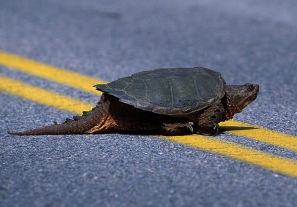 Does a turtle have a tail and why is it needed? (a photo)