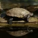 What to do if the turtle sneezes?