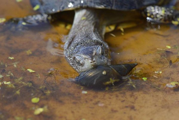 European marsh turtle: photo, description, habitat