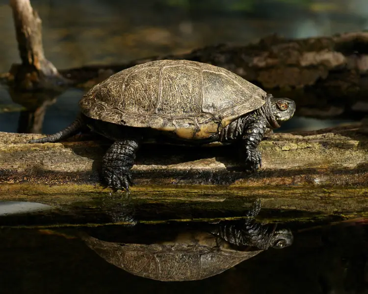 European marsh turtle: photo, description, habitat