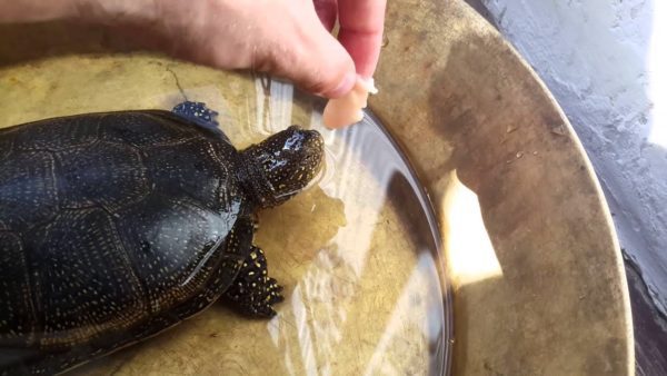 Feeders and drinkers for terrestrial and red-eared turtles, how to choose or do it yourself