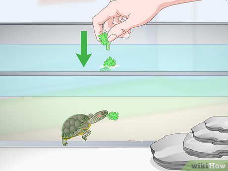 Feeders and drinkers for terrestrial and red-eared turtles, how to choose or do it yourself