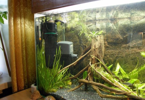 Filter in an aquarium with a red-eared turtle: selection, installation and use