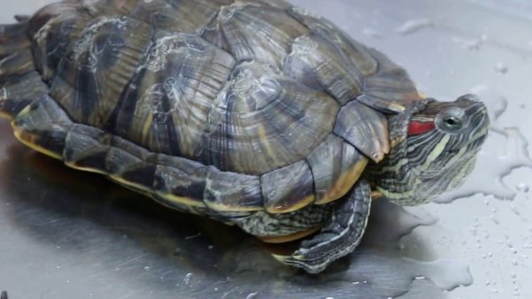 Fungus in turtles on the shell and skin: symptoms and home treatment (photo)