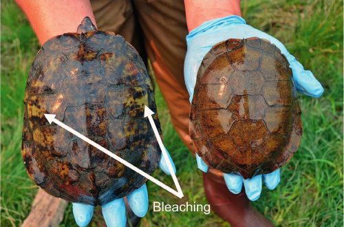 Fungus in turtles on the shell and skin: symptoms and home treatment (photo)