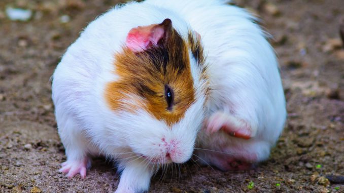 Guinea pig itches to sores on the skin, what should I do?