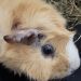 Names for guinea pigs boys and girls, how to choose the right nickname