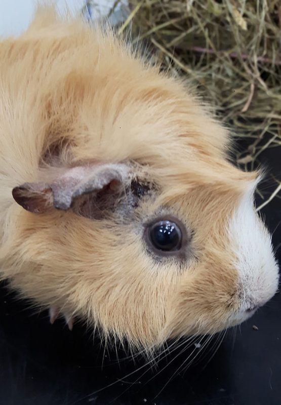 Guinea pig itches to sores on the skin, what should I do?