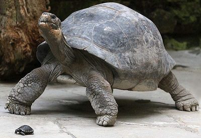 Harriet - Charles Darwins turtle