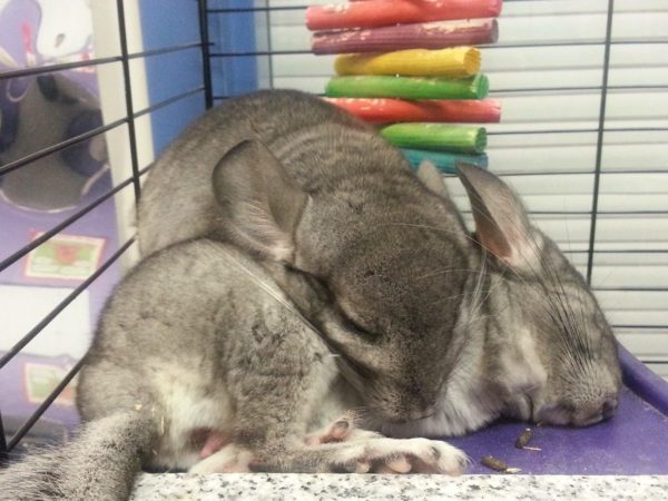 How and how much chinchillas sleep, sleep patterns
