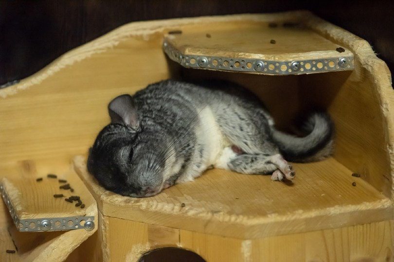 How and how much chinchillas sleep, sleep patterns