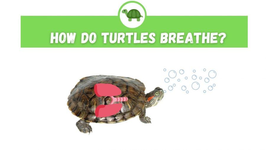 How and what turtles breathe under water and on land, the respiratory organs of sea and land turtles