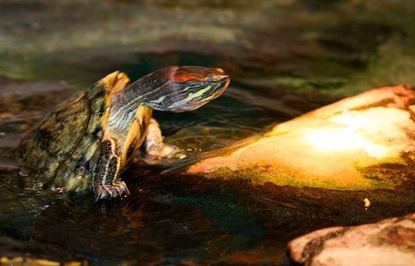 How long can a red-eared turtle be without water, how long will it live on land