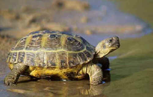 How long can a turtle (red-eared and terrestrial) not eat, how long can they live without food at home