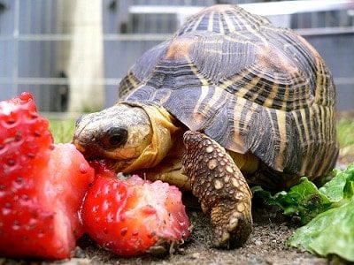 How long can a turtle (red-eared and terrestrial) not eat, how long can they live without food at home