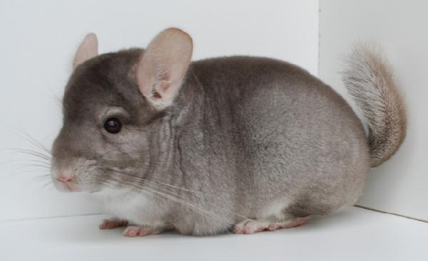 How much does a chinchilla cost in a pet store, nursery and market