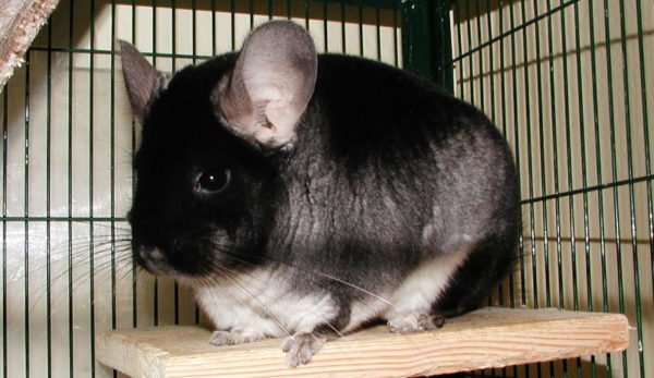 How much does a chinchilla cost in a pet store, nursery and market