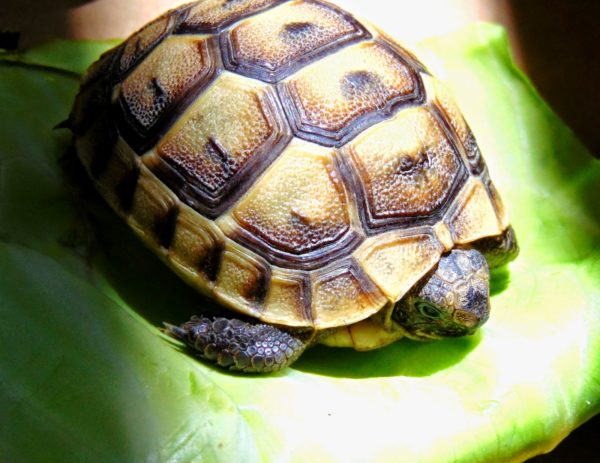 How much does a red-eared and terrestrial tortoise cost in a pet store, on the market and from hand